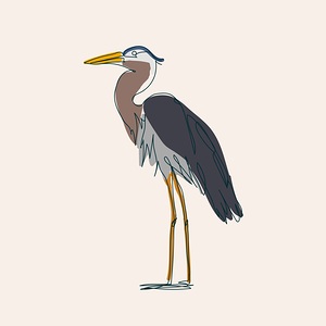 bird heron beak water ditch drawing fine lines wi