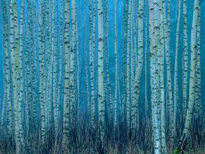 forest birch nature autumn masuria landscape pola