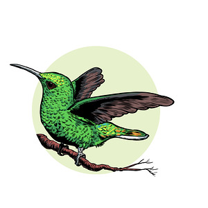 hummingbird bird nature flying wildlife animal gr