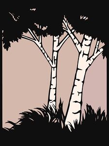trees birch silhouette wilderness forest woodland