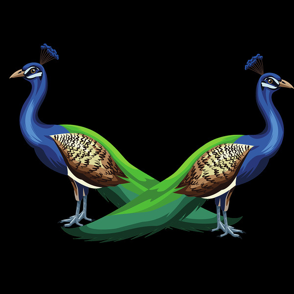 peacocks birds animals peafowls peafowls wildlife Print