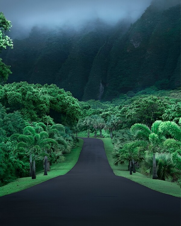 Green nature mountain road trees Print