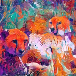 Not a Tame Cheetah