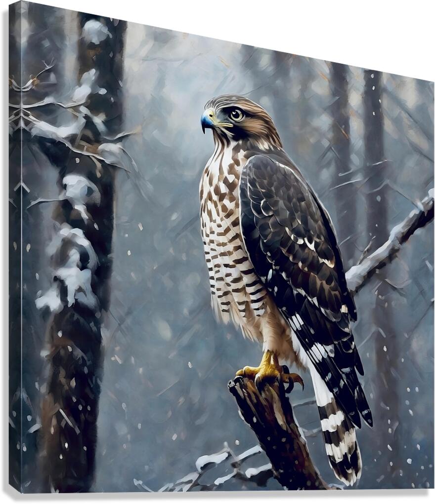 Broad winged hawk Canvas Print
