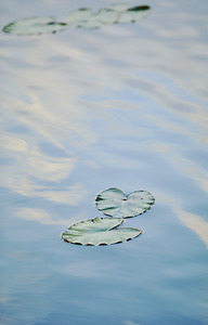 Floating lily pads