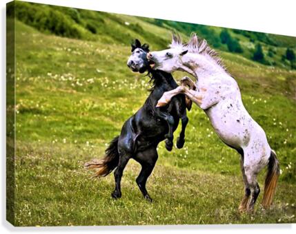 073 Canvas Print