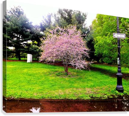 176 Canvas Print