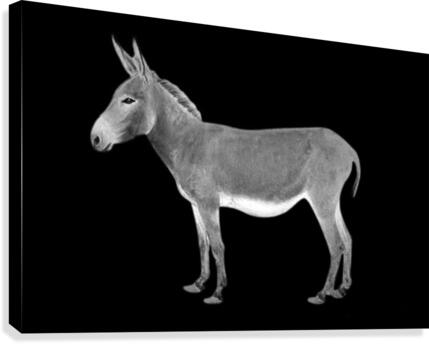 217 Canvas Print