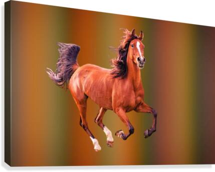 228 Canvas Print