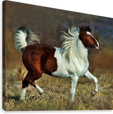 233 Canvas Print