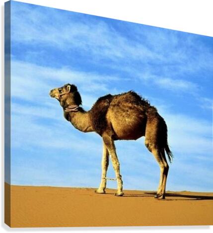 246 Canvas Print
