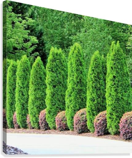 327 Canvas Print