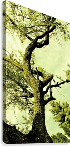 335 Canvas Print