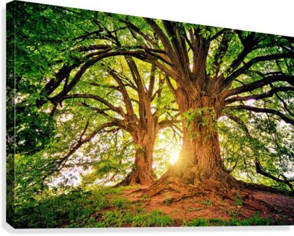 347 Canvas Print