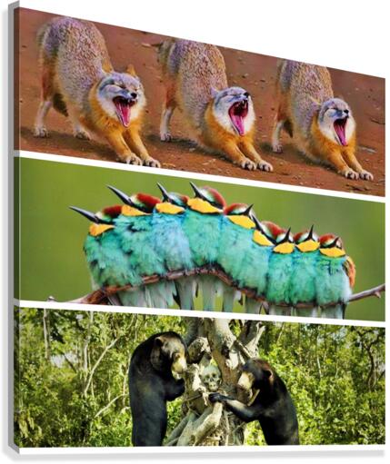 368 Canvas Print