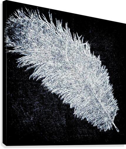 466 Canvas Print