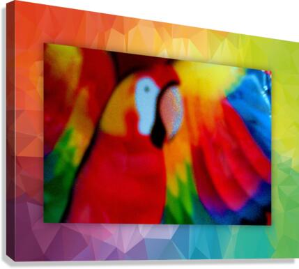 523 Canvas Print