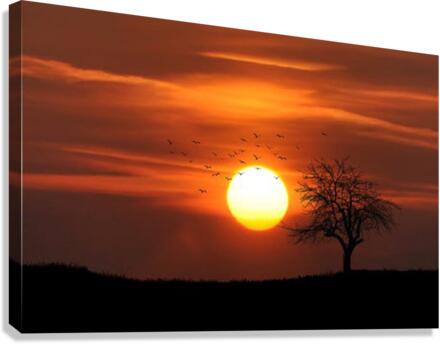 525 Canvas Print