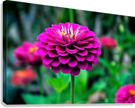577 Canvas Print