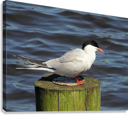 587 Canvas Print