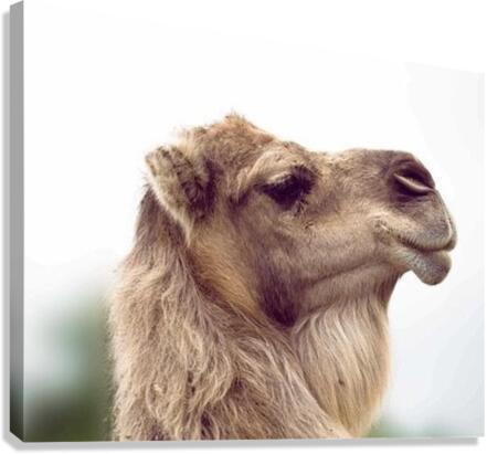 598 Canvas Print