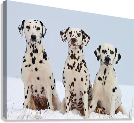 612 Canvas Print