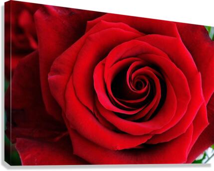 661 Canvas Print