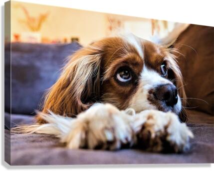 662 Canvas Print