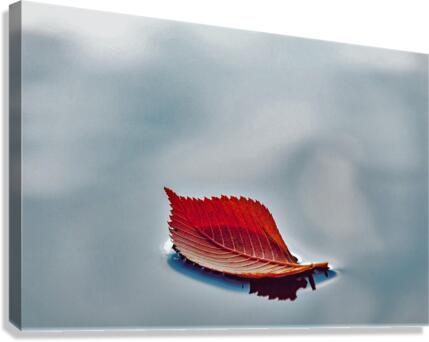 667 Canvas Print