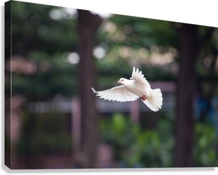 668 Canvas Print
