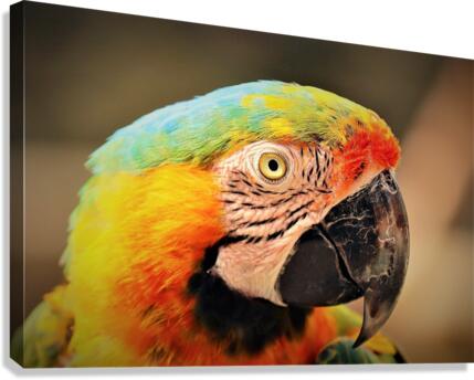 678 Canvas Print