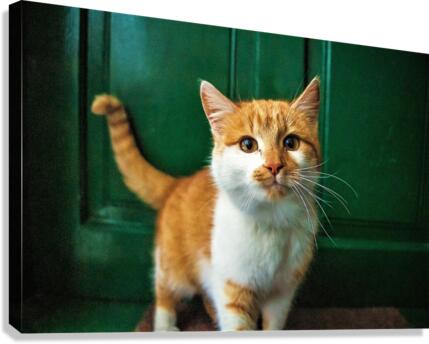 680 Canvas Print