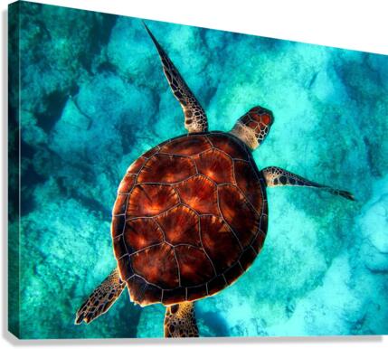 737 Canvas Print
