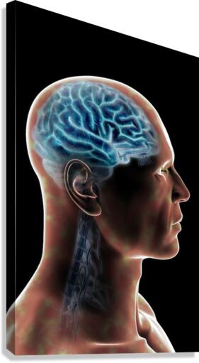 785 Canvas Print