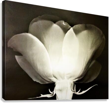 801 Canvas Print
