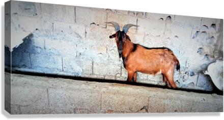 929 Canvas Print