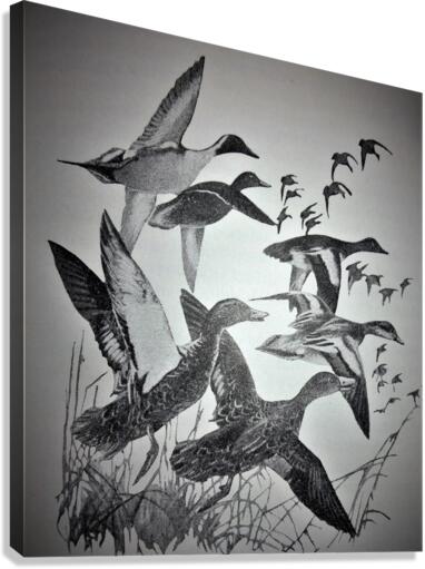 1056 Canvas Print