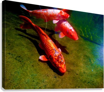 1062 Canvas Print