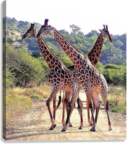 1128 Canvas Print
