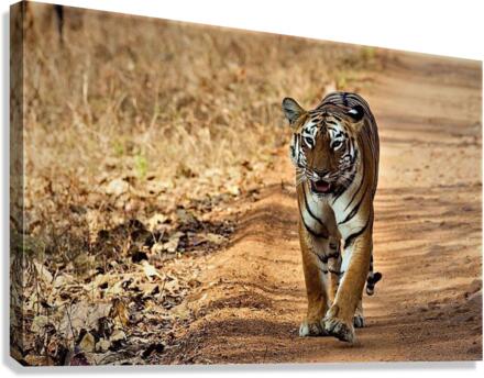 1131 Canvas Print