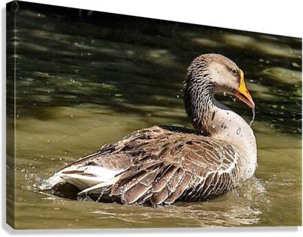 1165 Canvas Print
