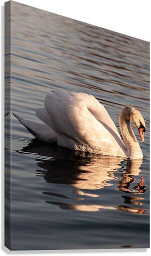 1167 Canvas Print