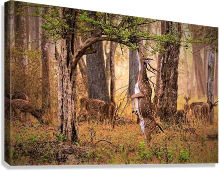 1184 Canvas Print