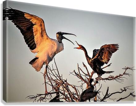 1204 Canvas Print