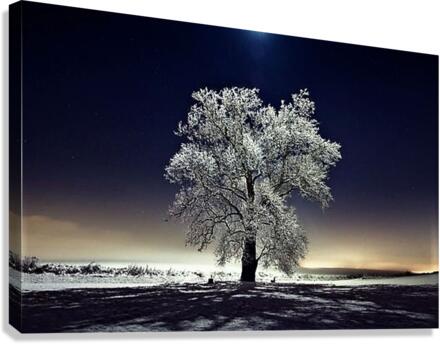 1205 Canvas Print