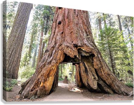 1267 Canvas Print
