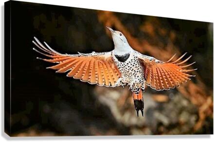 1300 Canvas Print