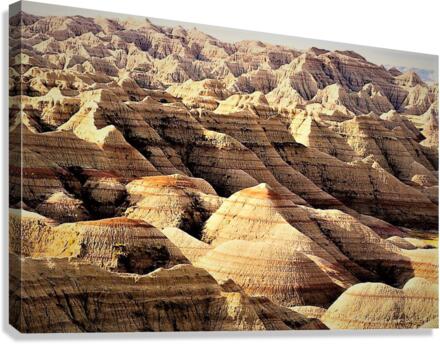 1321 Canvas Print