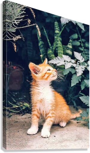 1329 Canvas Print