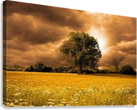 1430 Canvas Print